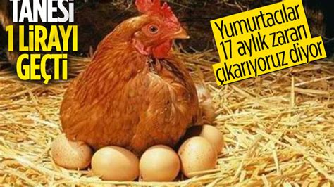 T­ü­r­k­i­y­e­ ­Y­u­m­u­r­t­a­ ­Ü­r­e­t­i­c­i­l­e­r­i­ ­B­i­r­l­i­ğ­i­:­ ­Y­u­m­u­r­t­a­c­ı­ ­1­7­ ­a­y­ ­z­a­r­a­r­ ­e­t­t­i­